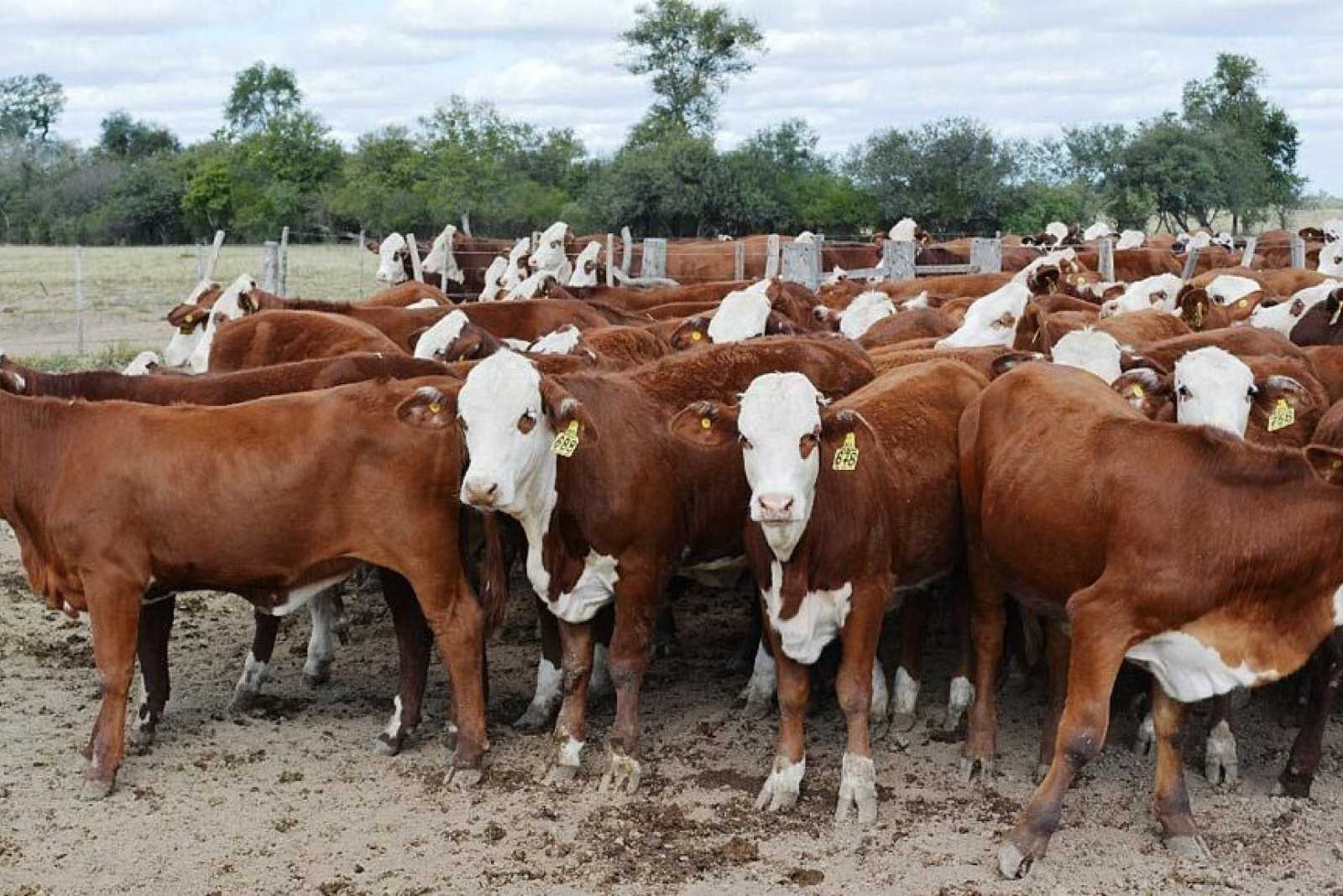 Se reabrió el mercado para exportar reproductores bovinos a Uruguay